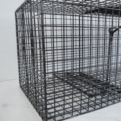 Rabbit Raccoon Metal Trap Black Powder Coated Metal Trap Manufactory